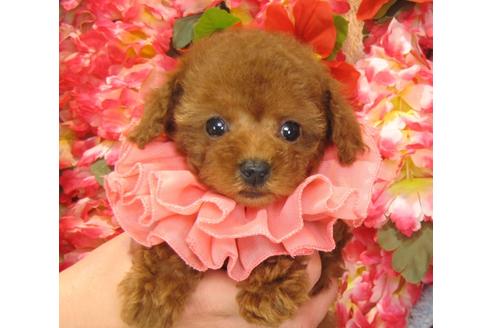 成約済の茨城県のトイプードル-27466の4枚目