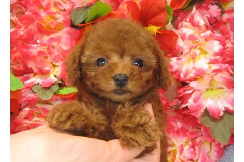 成約済の茨城県のトイプードル-27466の1枚目