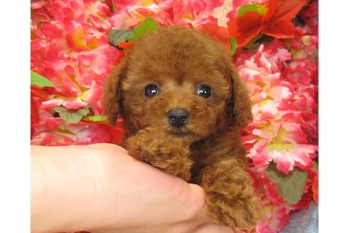 成約済の茨城県のトイプードル-27466の2枚目