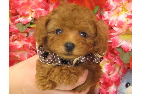 成約済の茨城県のトイプードル-27467の4枚目