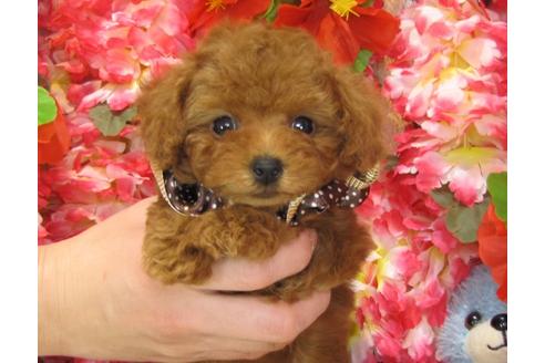 成約済の茨城県のトイプードル-27467の5枚目