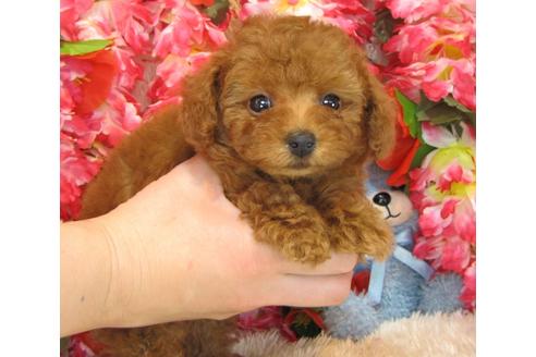 成約済の茨城県のトイプードル-27467の1枚目