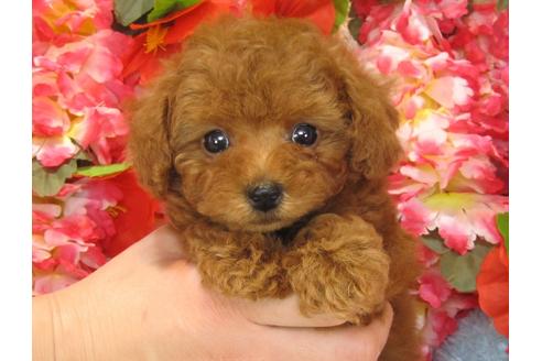 成約済の茨城県のトイプードル-27467の2枚目