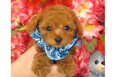 成約済の茨城県のトイプードル-27468の2枚目