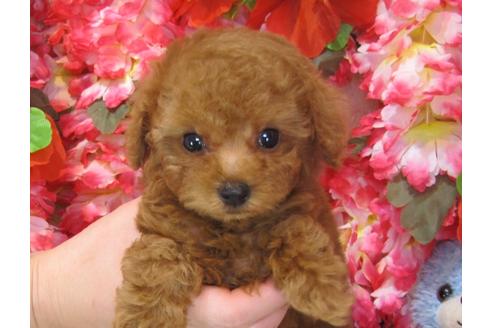 成約済の茨城県のトイプードル-27468の5枚目