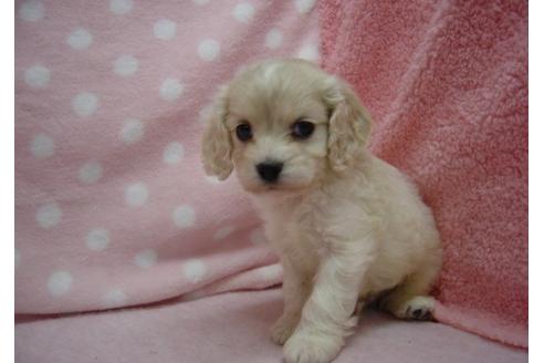 成約済の長崎県のミックス犬-27487の1枚目