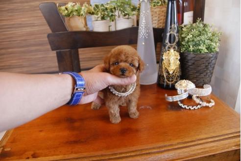 成約済の埼玉県のトイプードル-27494の3枚目