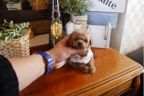 成約済の埼玉県のトイプードル-27495の1枚目