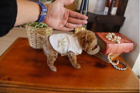 成約済の埼玉県のトイプードル-27495の2枚目