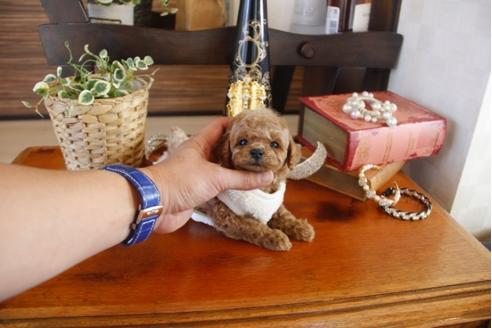 成約済の埼玉県のトイプードル-27495の3枚目