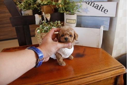 成約済の埼玉県のトイプードル-27495の4枚目