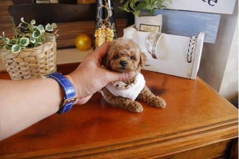 成約済の埼玉県のトイプードル-27495の5枚目