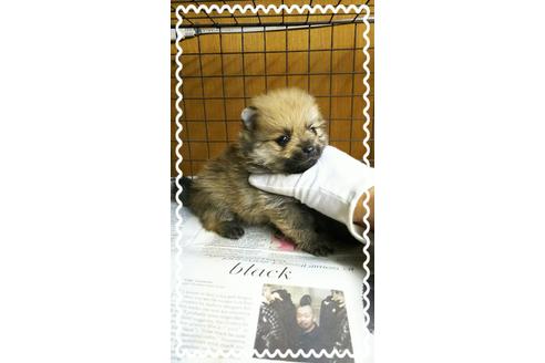 成約済の茨城県のポメラニアン-27337の2枚目