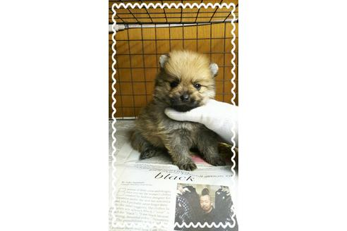 成約済の茨城県のポメラニアン-27337の3枚目