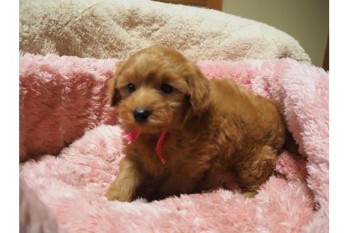 成約済の福岡県のミックス犬-27502の4枚目