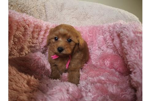 成約済の福岡県のミックス犬-27502の3枚目