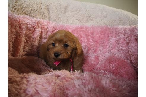 成約済の福岡県のミックス犬-27502の2枚目