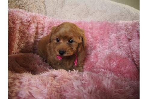 成約済の福岡県のミックス犬-27502の1枚目