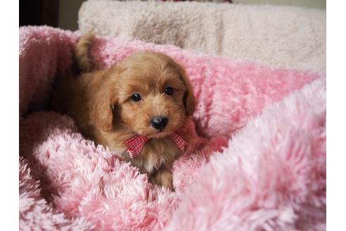 成約済の福岡県のミックス犬-27503の5枚目