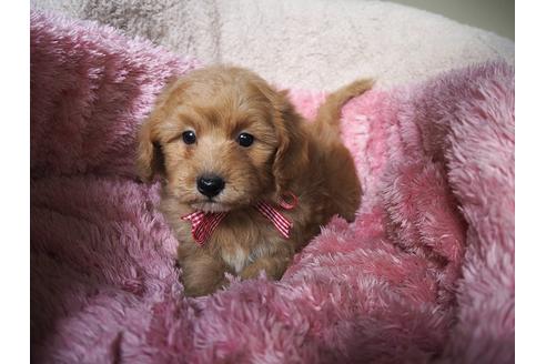 成約済の福岡県のミックス犬-27503の3枚目