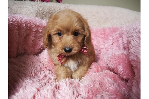 成約済の福岡県のミックス犬-27503の1枚目
