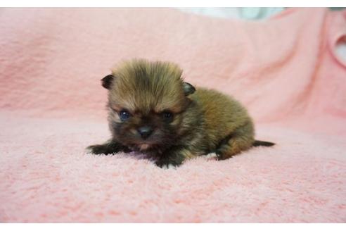 成約済の奈良県のミックス犬-27505の2枚目