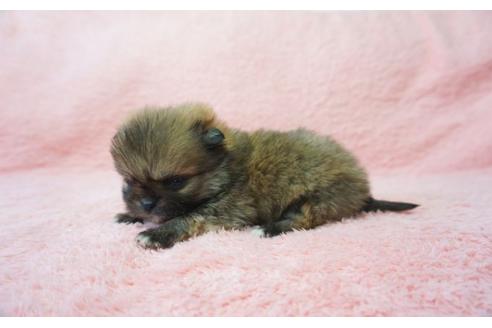成約済の奈良県のミックス犬-27505の3枚目