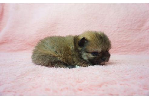 成約済の奈良県のミックス犬-27505の4枚目