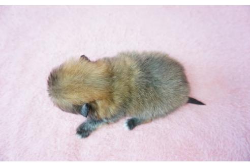 成約済の奈良県のミックス犬-27505の5枚目