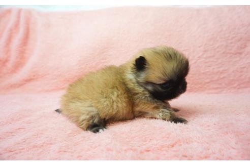 成約済の奈良県のミックス犬-27506の3枚目