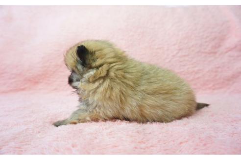 成約済の奈良県のミックス犬-27506の4枚目