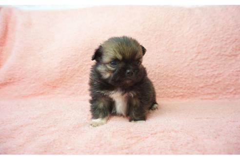 成約済の奈良県のミックス犬-27507の1枚目