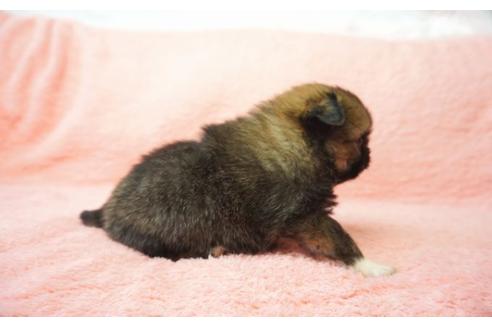成約済の奈良県のミックス犬-27507の2枚目