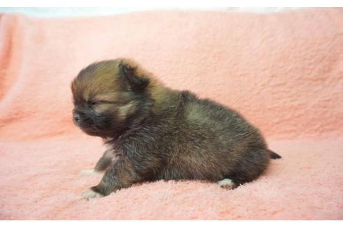 成約済の奈良県のミックス犬-27507の3枚目