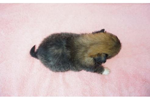 成約済の奈良県のミックス犬-27507の4枚目