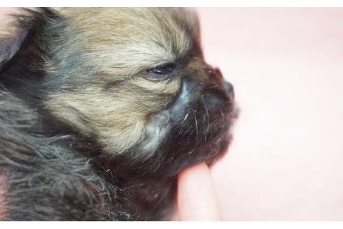 成約済の奈良県のミックス犬-27507の5枚目