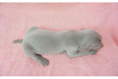 成約済の奈良県のワイマラナー-27511の5枚目