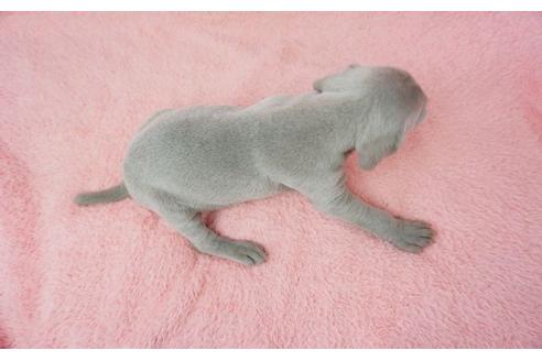 成約済の奈良県のワイマラナー-27513の1枚目