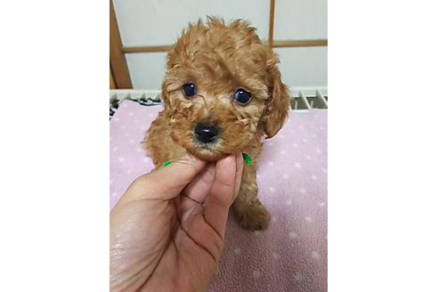 成約済の大阪府のトイプードル-26936の1枚目