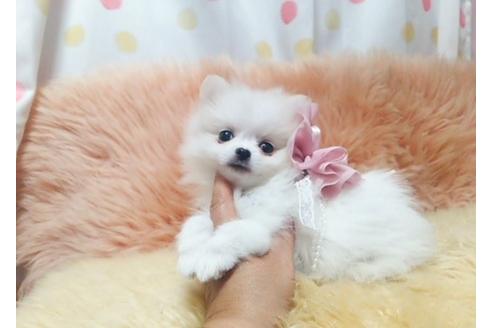 成約済の愛知県のポメチワ:ポメラニアン×チワワ-27527の3枚目