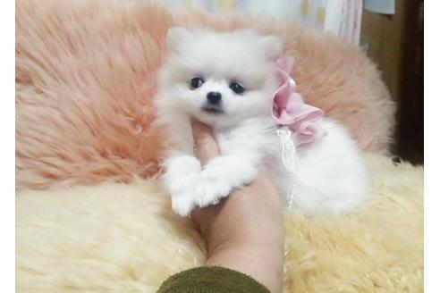 成約済の愛知県のポメチワ:ポメラニアン×チワワ-27527の1枚目