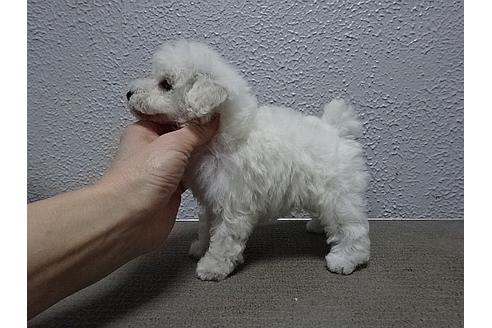 成約済の大阪府のトイプードル-27533の1枚目