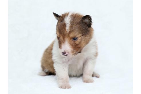 成約済の栃木県のシェットランドシープドッグ(シェルティ)-27547の3枚目