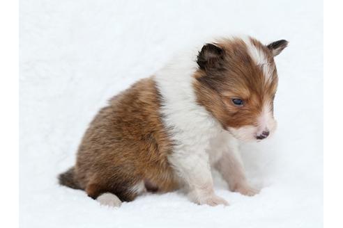 成約済の栃木県のシェットランドシープドッグ(シェルティ)-27547の4枚目