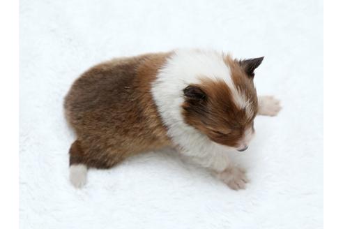 成約済の栃木県のシェットランドシープドッグ(シェルティ)-27547の1枚目