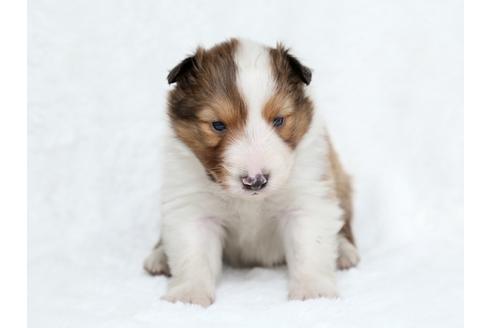 成約済の栃木県のシェットランドシープドッグ(シェルティ)-27548の1枚目