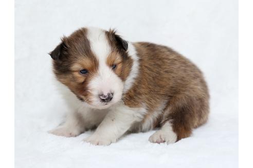 成約済の栃木県のシェットランドシープドッグ(シェルティ)-27548の2枚目