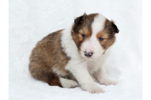 成約済の栃木県のシェットランドシープドッグ(シェルティ)-27548の3枚目