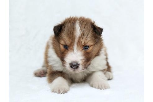 成約済の栃木県のシェットランドシープドッグ(シェルティ)-27549の1枚目