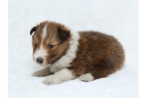 成約済の栃木県のシェットランドシープドッグ(シェルティ)-27549の2枚目